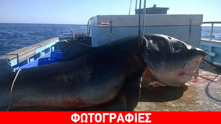 Έπιασε καρχαρία… τέρας!