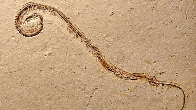 Φίδι με τέσσερα πόδια ζούσε πριν από 120 εκατ. χρόνια