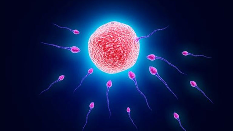 Η πρώτη φάση της εκσπερμάτισης είναι η πιο σημαντική για τη σύλληψη