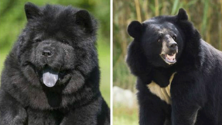 Χρειάστηκε δύο χρόνια για να καταλάβει ότι τα σκυλιά του ήταν… αρκούδες!