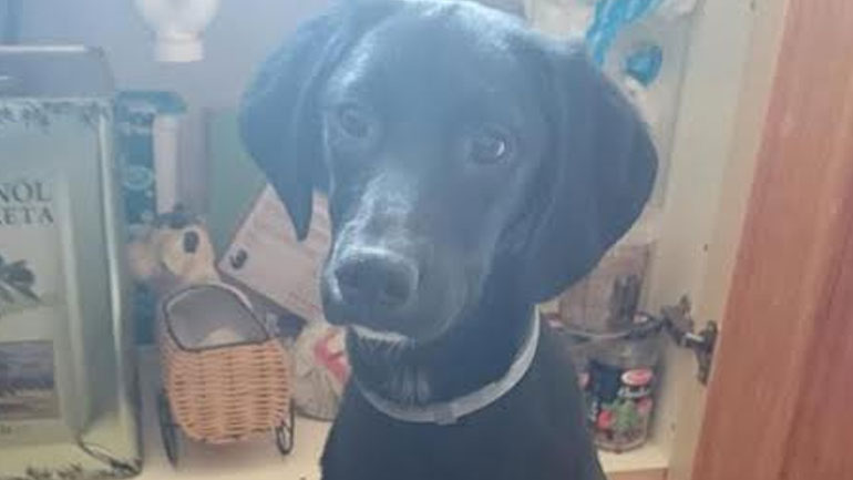 Χάθηκε η Νιρβάνα στα Βριλήσσια