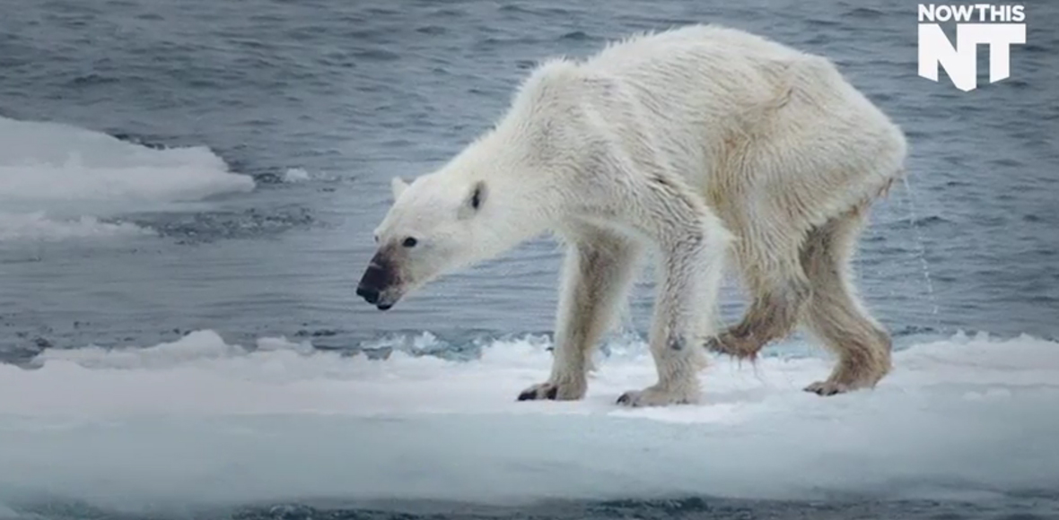 Αποστεωμένη αρκούδα λόγω κλιματικής αλλαγής