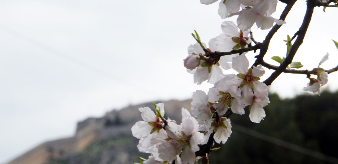 Ανθισμένη αμυγδαλιά