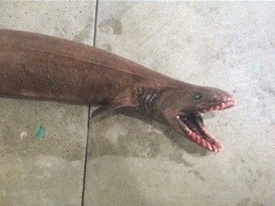 Σπάνιο είδος καρχαρία στα δίχτυα ψαρά ανοικτά της Αυστραλίας