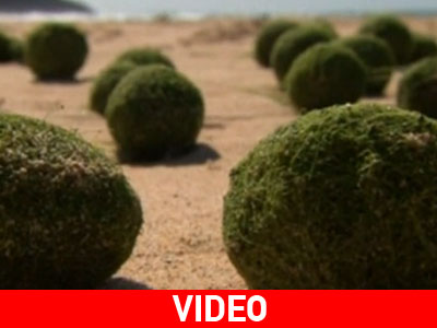 Πράσινες… μπάλες εκβράστηκαν σε παραλία του Σύδνεϋ