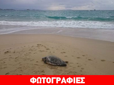 Νεκρή καρέτα-καρέτα στη Νάξο