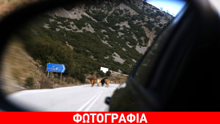 Οι αγελάδες βγήκαν… βόλτα!