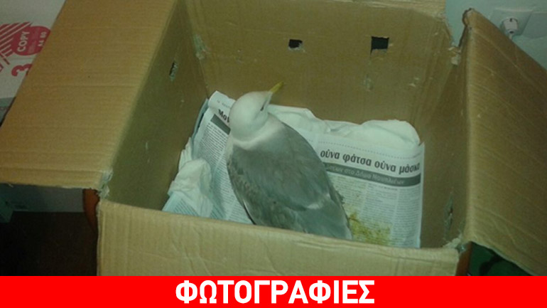 Διάσωση γλάρου που έσπασε τα πόδια του σε καλώδια της ΔΕΗ Διάσωση γλάρου που έσπασε τα πόδια του σε καλώδια της ΔΕΗ