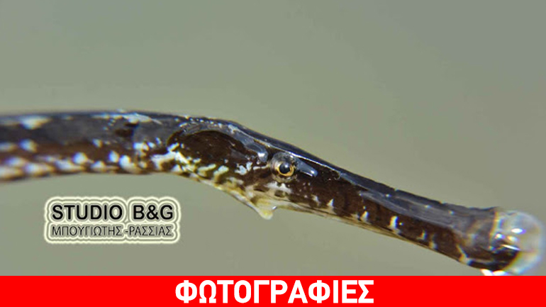 Δηλητηριώδες ψάρι εντοπίστηκε στο Ναύπλιο