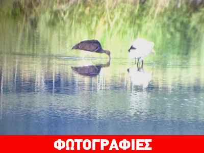 Μαυροπελαργός στο Δέλτα του Αχέροντα