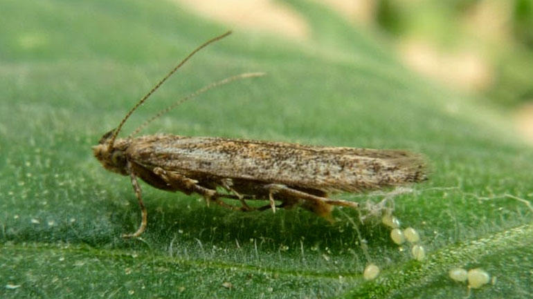 SOS από τους τοματοπαραγωγούς – Απειλή η «Τούτα»