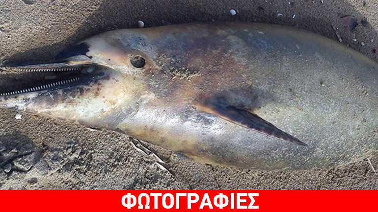 Κουφάρι δελφινιού εκβράστηκε στο Κοτύχι Ηλείας