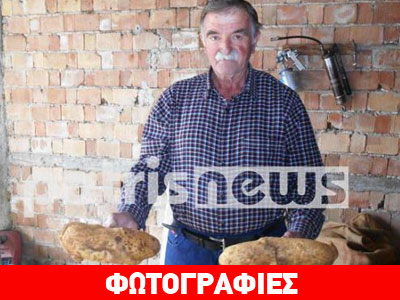 Πατάτα-γίγας σε χωράφι στην Ηλεία