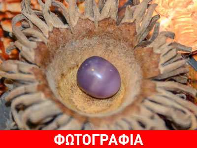 Βρήκε ένα σπανιότατο μοβ μαργαριτάρι σε όστρακο που αγόρασε!