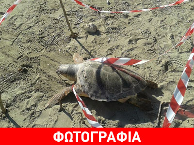 Ακόμη μία νεκρή καρέτα-καρέτα