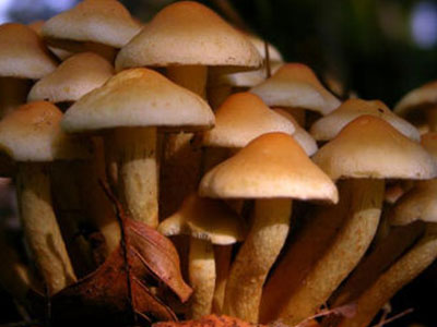 Σε καταστολή κοριτσάκι 2,5 ετών που υπέστη δηλητηρίαση από μανιτάρια