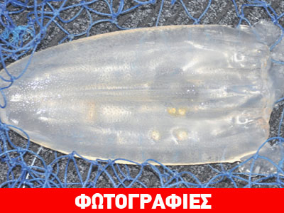 Δύο νέα είδη δηλητηριώδους μέδουσας εντοπίστηκαν στην Αυστραλία