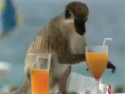 Έρευνα: Οι πίθηκοι ήταν οι πρώτοι… πότες!