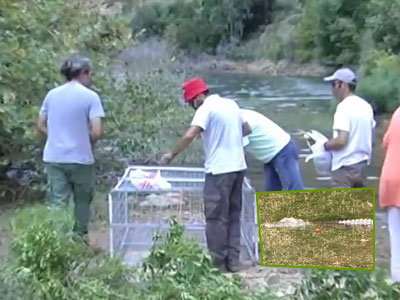 Αυστριακός ερπετολόγος πήγε στην Κρήτη για χάρη του… Σήφη!