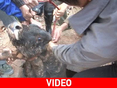 Έσωσαν ταύρο που έπεσε σε φρεάτιο