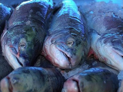 Πειραιάς: Διάθεση ενός τόνου αλιευμάτων σε απόρους