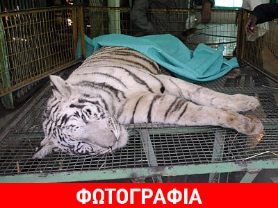 Λευκή τίγρης νεκρή από δάγκωμα φιδιού