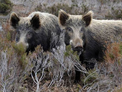 Κυνηγούσε αγριογούρουνα με θηλιές