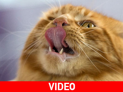 Πεινασμένη γάτα έκανε… ζημιά 1100 δολαρίων σε κατάστημα με ψαρικά!