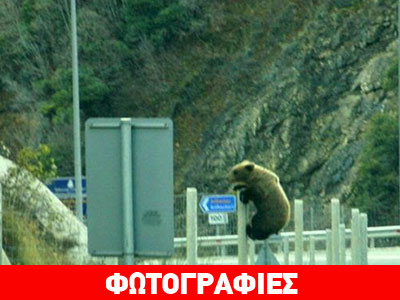 Aρκούδος σε… επικίνδυνες αποστολές