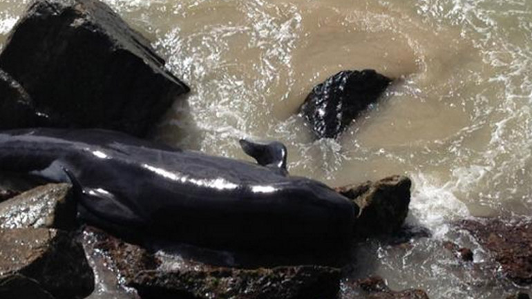 Νεκρές φάλαινες σε ακτή της Αυστραλίας