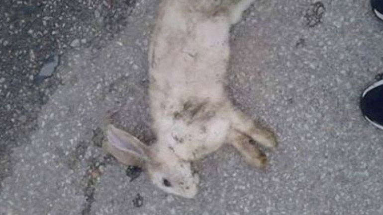 Πτολεμαΐδα: 15 νεκρά ζώα σε ένα 24ωρο από δηλητηριάσεις