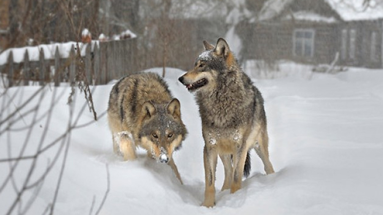 Τα άγρια ζώα επέστρεψαν στο Τσέρνομπιλ