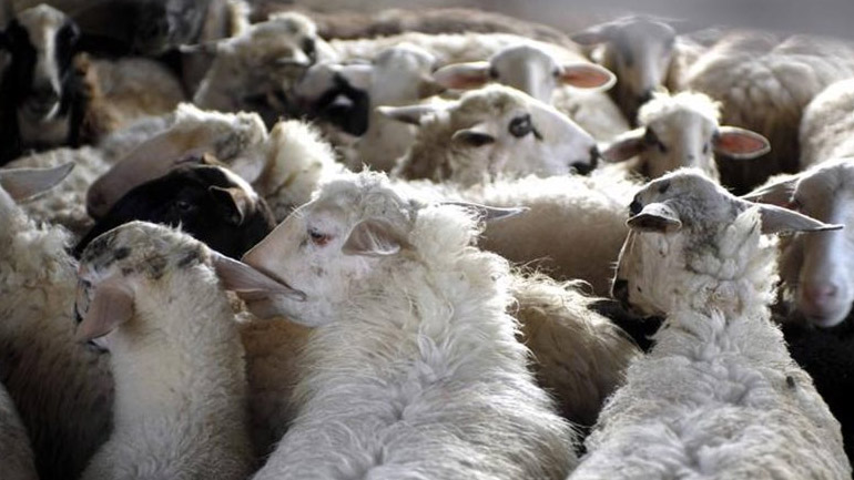 «Παζάρι» για την τιμή τον αμνοεριφίων εν όψει Πάσχα