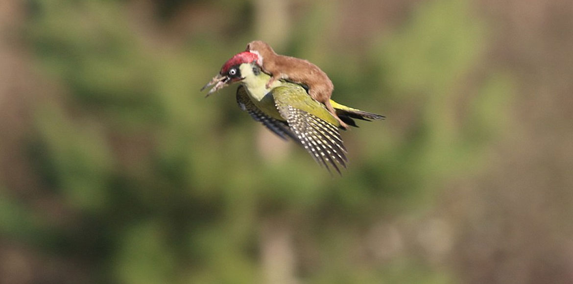 Αερομεταφορά!