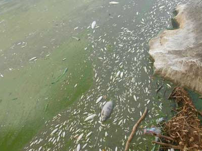 Αυτοψία για τον θάνατο των ψαριών στην Παμβωτίδα