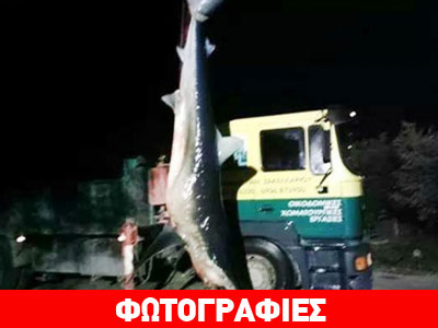 Λευκός καρχαρίας βγήκε στα ρηχά