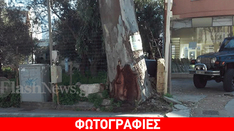 Μυστηριώδης «Τζοκόντα» στον κορμό ενός δέντρου