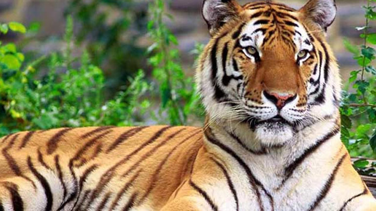 Ένα test με τα αγαπημένα σου ζώα αποκαλύπτει τον χαρακτήρα σου