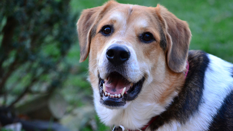 Πότε πρωτοεμφανίστηκαν οι σκύλοι;