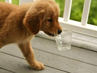 Ποτίστρες για τα αδέσποτα σε όλη την Αθήνα