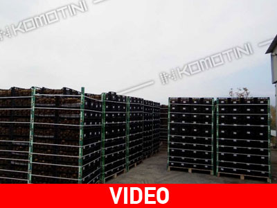 Κομοτηνή: Τα ακτινίδια που «έπεσαν» σε ρωσικό εμπάργκο θα μοιραστούν σε άπορους