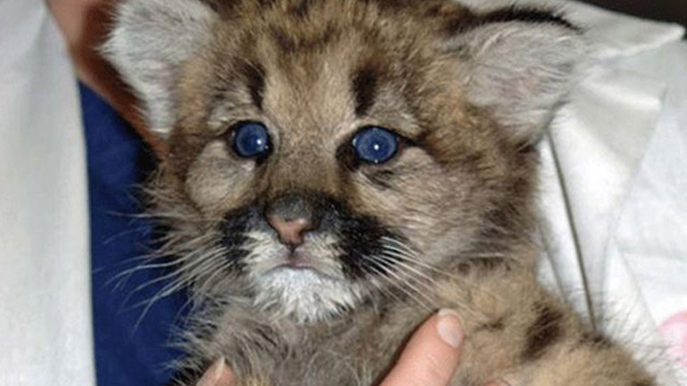 Οι άνθρωποι που είναι βίαιοι προς τα ζώα σπάνια σταματούν εκεί….