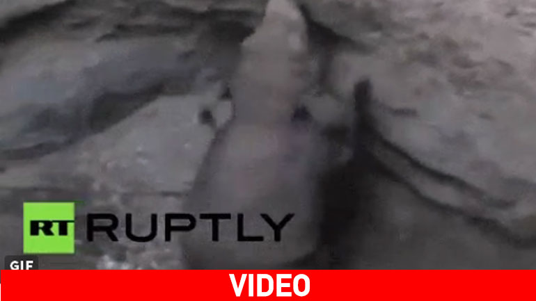 Ελεφαντάκι παγιδεύτηκε σε πηγάδι – Επιχείρηση διάσωσης