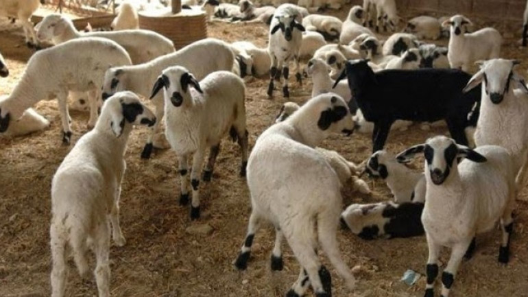 Δέσμευση ζώων στο Σχιστό Κορυδαλλού