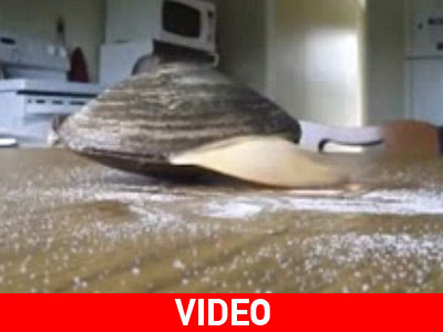 Aχηβάδα βγάζει τη «γλώσσα» της και…