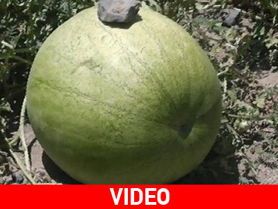 Καρπούζι άνω των 30 κιλών στη Σαντορίνη! Καρπούζι άνω των 30 κιλών στη Σαντορίνη!
