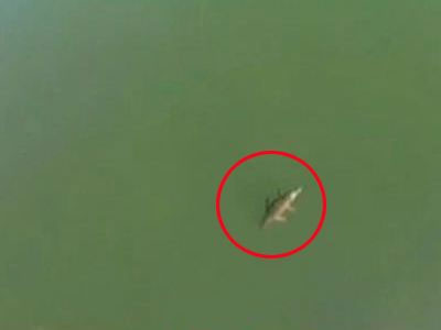 Σύσκεψη για τον… κροκόδειλο