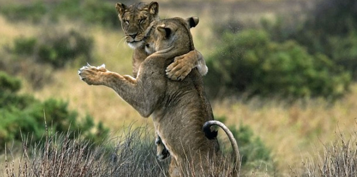 “Χορεύουμε;”