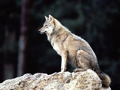 O λύκος κι αν εγέρασε…