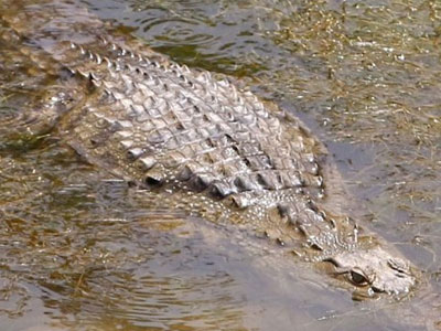 Νέα δολώματα για την… αιχμαλωσία του Σήφη!